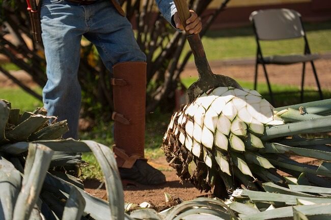 Harvesting Agave Nectar for Smooth Tasting Tequila