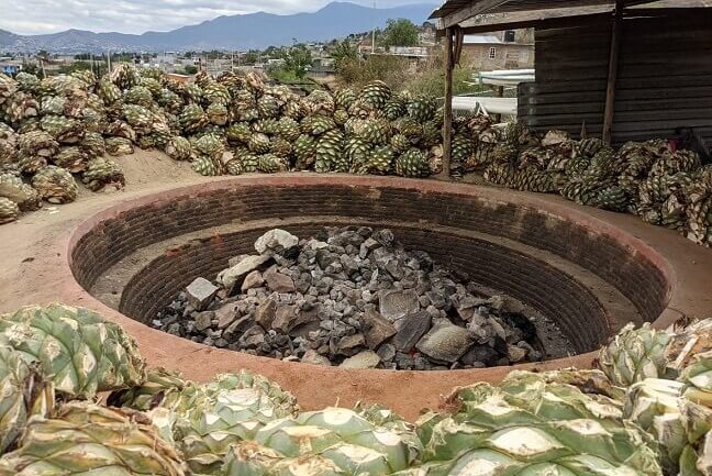 Cooking Piñas for tequila