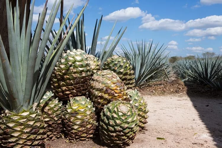 Highland Agave Used to Craft Authentic Tequila