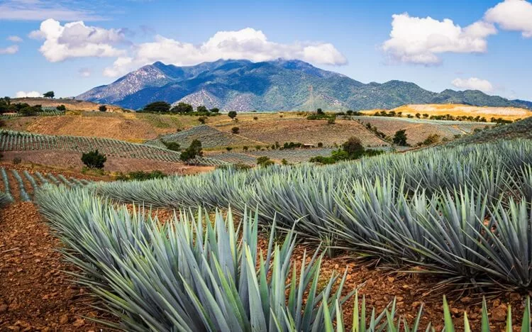 Suavecito Tequila Agave Farm in Jalisco