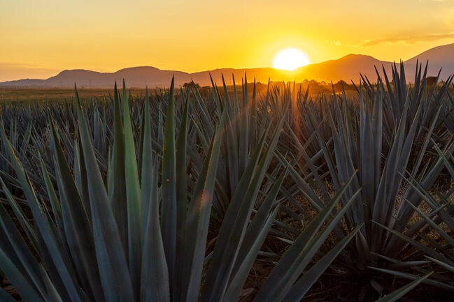 Agave plants for authentic tequila in Jalisco Mexico