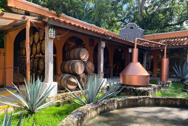 Production of the best tequila in Mexico